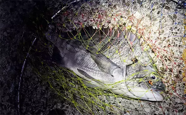 ランディングネットとシャフトの選び方　ネットの材質と足場の高さから考えよう