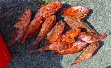 五ケ所湾沖のウッカリカサゴ釣りで40cm級連発！【三重】オニ・アヤメ交じり好土産