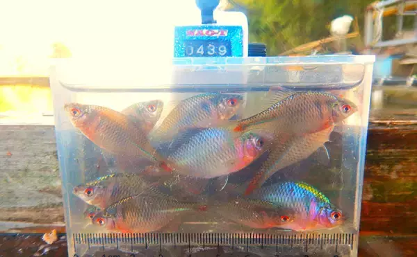 「淡水小物釣りでバラタナゴ4束オーバー！【道満河岸ヘラ鮒釣場】開始から爆釣スタート」の画像