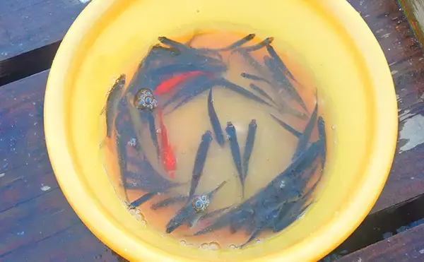 「淡水小物釣りでバラタナゴ4束オーバー！【道満河岸ヘラ鮒釣場】開始から爆釣スタート」の画像