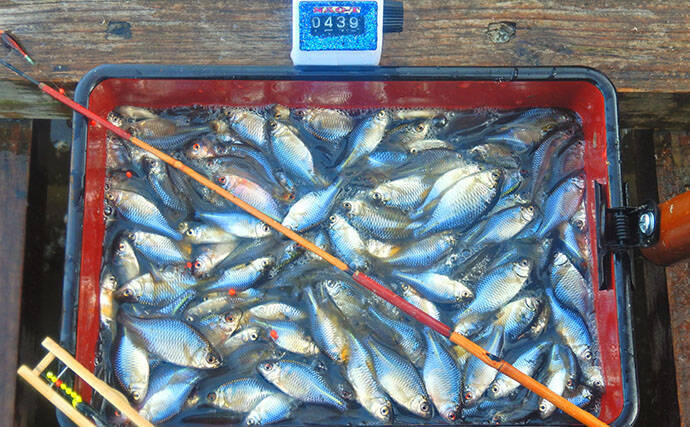 淡水小物釣りでバラタナゴ4束オーバー！【道満河岸ヘラ鮒釣場】開始から爆釣スタート