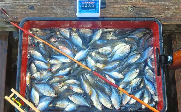 「淡水小物釣りでバラタナゴ4束オーバー！【道満河岸ヘラ鮒釣場】開始から爆釣スタート」の画像