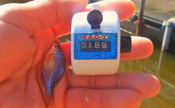 淡水小物釣りでバラタナゴ4束オーバー！【道満河岸ヘラ鮒釣場】開始から爆釣スタート