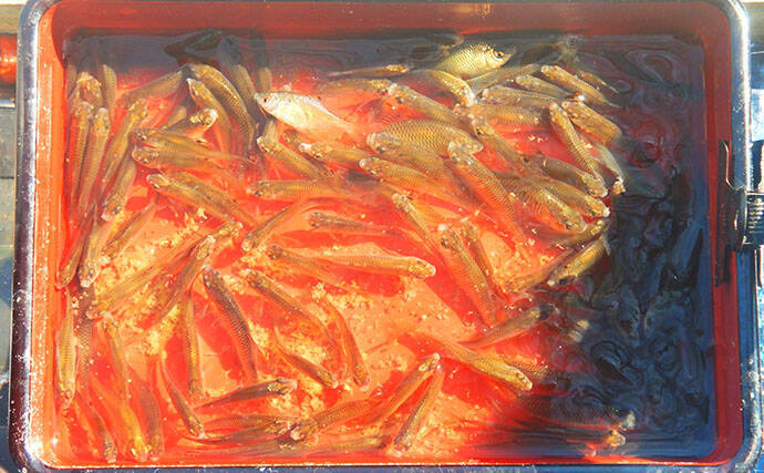 淡水小物釣りでバラタナゴ4束オーバー！【道満河岸ヘラ鮒釣場】開始から爆釣スタート