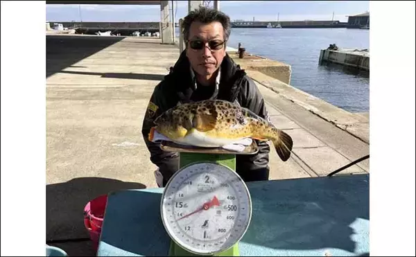 「【船のエサ釣り釣果速報】伊良湖沖で肉厚のコウイカが好反応！（愛知）」の画像