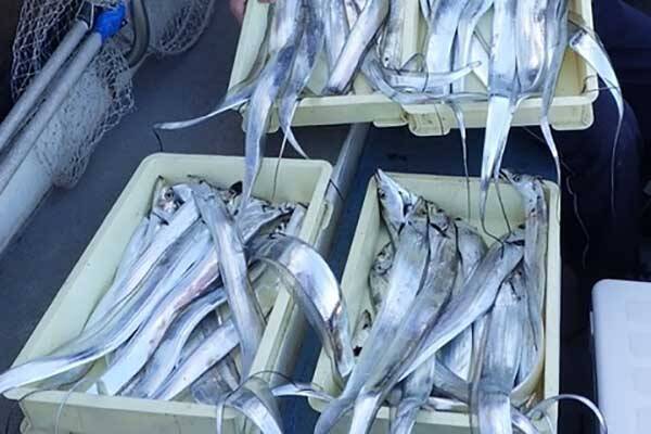 【船のエサ釣り釣果速報】伊良湖沖で肉厚のコウイカが好反応！（愛知）