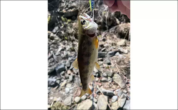 「渓流ルアー釣りでアマゴ5匹をキャッチ【奈良・川原樋川】夕マヅメにチャンス到来」の画像