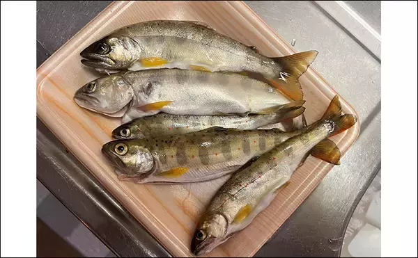 「渓流ルアー釣りでアマゴ5匹をキャッチ【奈良・川原樋川】夕マヅメにチャンス到来」の画像