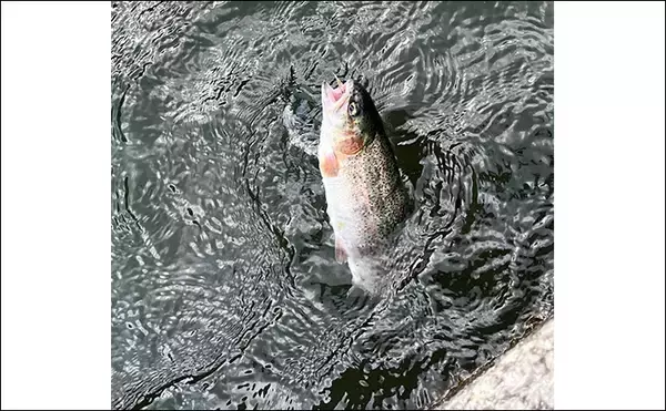 「「自作毛鉤で挑む初テンカラ釣り！」千早川マス釣り場でニジマス5匹キャッチ【大阪】」の画像