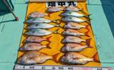 「高仕掛けでマダイに青物が連発！【和歌山・加太】バラシも連発だけど存分に満喫」の画像1