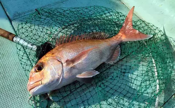 「高仕掛けでマダイに青物が連発！【和歌山・加太】バラシも連発だけど存分に満喫」の画像