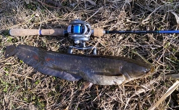 ルアーナマズ釣りで6匹キャッチ！【埼玉】スピナーベイトの微速巻きに好反応