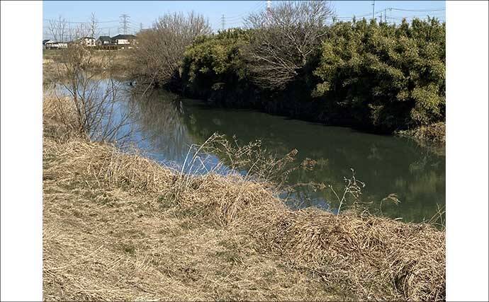 ルアーナマズ釣りで6匹キャッチ！【埼玉】スピナーベイトの微速巻きに好反応