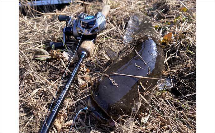 ルアーナマズ釣りで6匹キャッチ！【埼玉】スピナーベイトの微速巻きに好反応