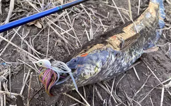 「ルアーナマズ釣りで6匹キャッチ！【埼玉】スピナーベイトの微速巻きに好反応」の画像