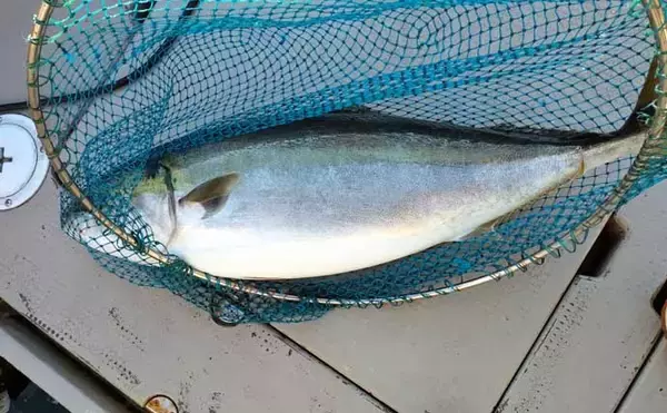 「【沖のルアー釣果速報】SLJ＆ブレードジギングで大型アコウ手中！高級根魚が多数ヒット（九州）」の画像