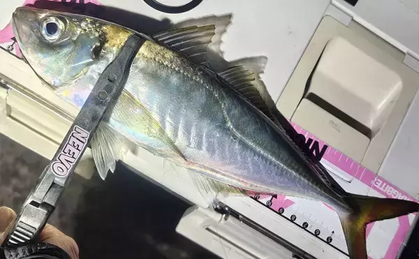 北陸での陸っぱりアジング釣行で30cm超え「尺アジ」キャッチに成功！