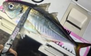 北陸での陸っぱりアジング釣行で30cm超え「尺アジ」キャッチに成功！