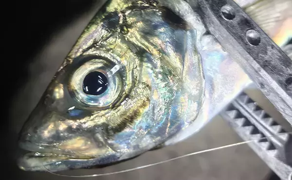 「北陸での陸っぱりアジング釣行で30cm超え「尺アジ」キャッチに成功！」の画像