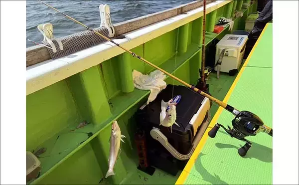 「「投げずに船下狙いだけ」で東京湾の船シロギス釣りに挑戦【荒川屋】天秤仕掛けでキス約70匹！」の画像