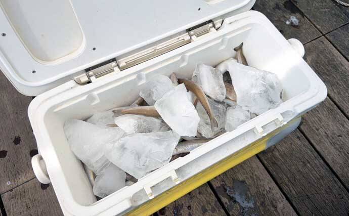 「投げずに船下狙いだけ」で東京湾の船シロギス釣りに挑戦【荒川屋】天秤仕掛けでキス約70匹！