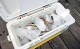 「「投げずに船下狙いだけ」で東京湾の船シロギス釣りに挑戦【荒川屋】天秤仕掛けでキス約70匹！」の画像6