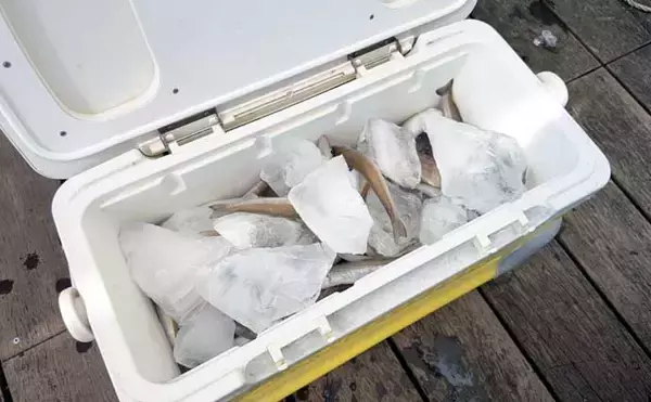 「「投げずに船下狙いだけ」で東京湾の船シロギス釣りに挑戦【荒川屋】天秤仕掛けでキス約70匹！」の画像