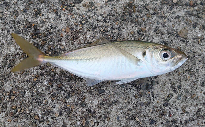 「まばたき」できるレアな魚たち　そもそも魚に「まぶた」はあるの？