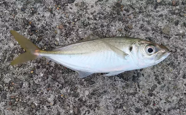 「「まばたき」できるレアな魚たち　そもそも魚に「まぶた」はあるの？」の画像