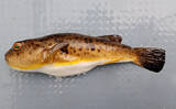 「「まばたき」できるレアな魚たち　そもそも魚に「まぶた」はあるの？」の画像3
