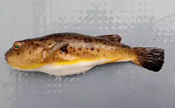 「「まばたき」できるレアな魚たち　そもそも魚に「まぶた」はあるの？」の画像