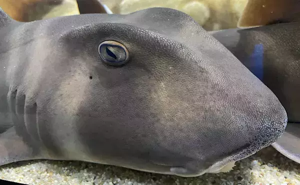 「「まばたき」できるレアな魚たち　そもそも魚に「まぶた」はあるの？」の画像