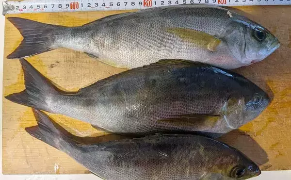 大山沖イサキ釣りで38cm筆頭に本命ポツポツ【石川丸・愛知】置き竿にヒット
