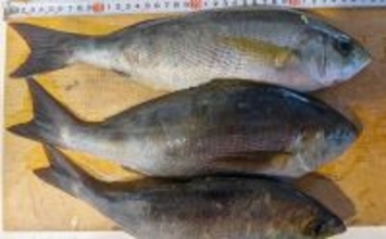 大山沖イサキ釣りで38cm筆頭に本命ポツポツ【石川丸・愛知】置き竿にヒット