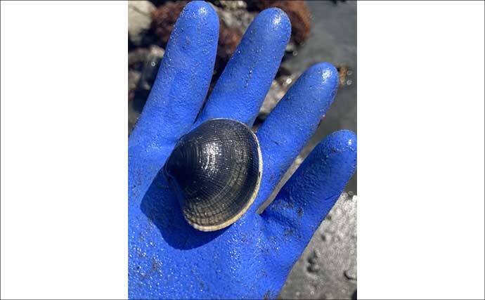 「定番から穴場まで！」愛知でアサリとハマグリが採れる【厳選】潮干狩り場6選