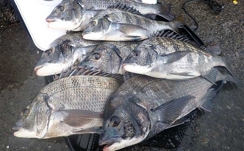 堤防フカセ釣りでクロダイ7枚手中【静岡・清水港】　コーンエサで連発