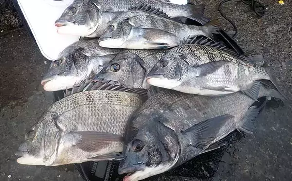 堤防フカセ釣りでクロダイ7枚手中【静岡・清水港】　コーンエサで連発