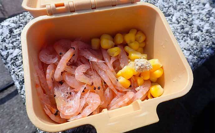 堤防フカセ釣りでクロダイ7枚手中【静岡・清水港】　コーンエサで連発