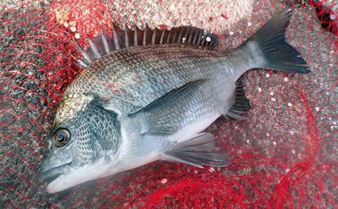 堤防フカセ釣りでクロダイ7枚手中【静岡・清水港】　コーンエサで連発