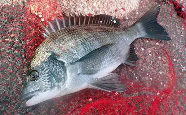 「堤防フカセ釣りでクロダイ7枚手中【静岡・清水港】　コーンエサで連発」の画像