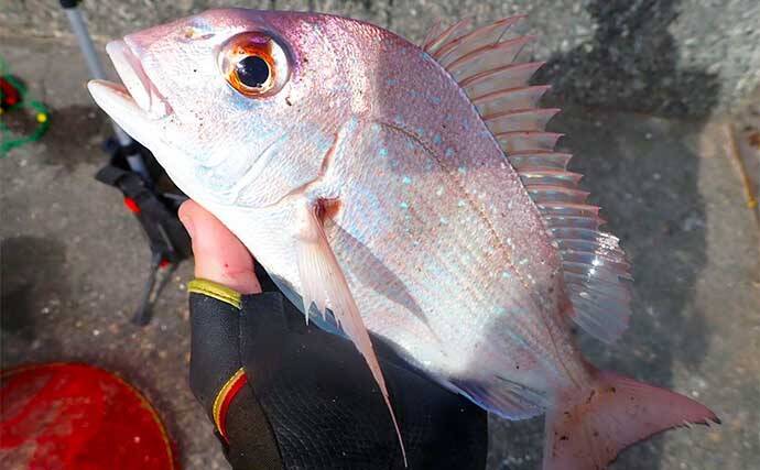 堤防フカセ釣りでクロダイ7枚手中【静岡・清水港】　コーンエサで連発
