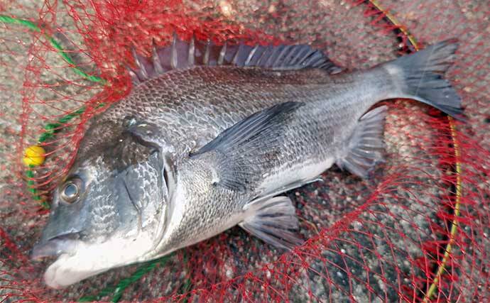 堤防フカセ釣りでクロダイ7枚手中【静岡・清水港】　コーンエサで連発