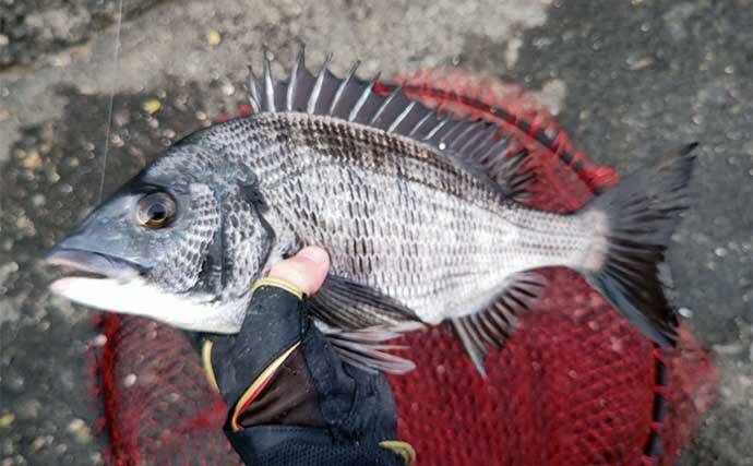 堤防フカセ釣りでクロダイ7枚手中【静岡・清水港】　コーンエサで連発