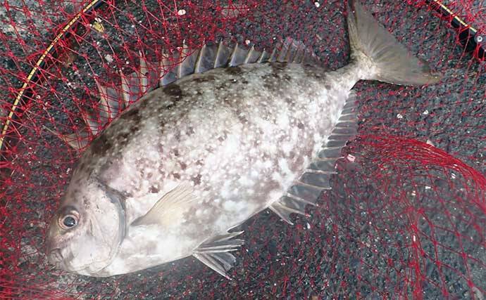 堤防フカセ釣りでクロダイ7枚手中【静岡・清水港】　コーンエサで連発