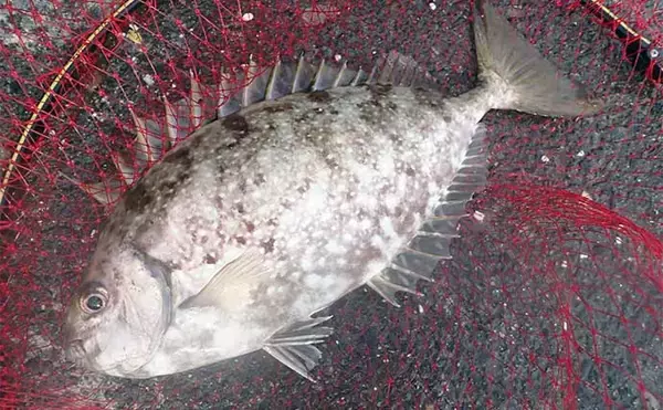 「堤防フカセ釣りでクロダイ7枚手中【静岡・清水港】　コーンエサで連発」の画像