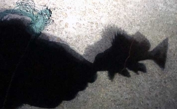 大阪湾奥ライトゲーム釣行でバチ発見もサカナ無反応　タモ破損で心も折れた？