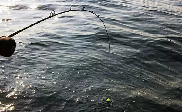 「時代のトレンドとは真逆の【フルソリッドロッドのススメ】 特徴と長所を解説」の画像