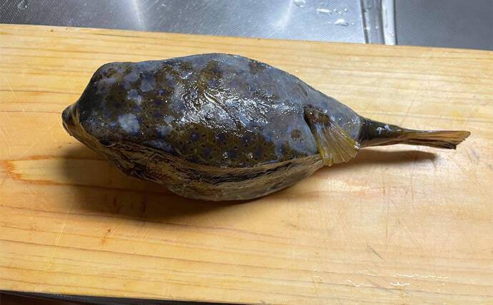 釣ったハコフグで作る「カットッポ」レシピ　毒がある皮の扱いに要注意