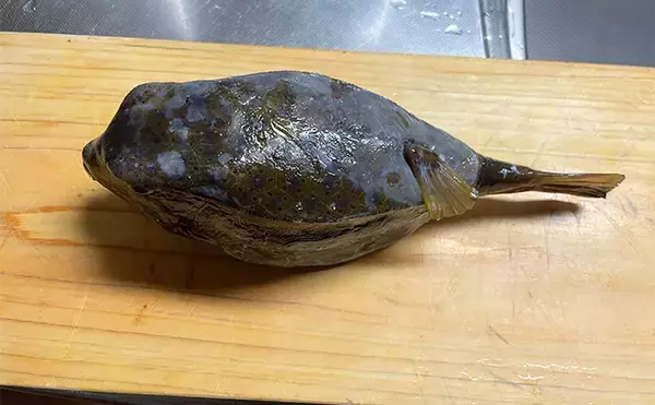 「釣ったハコフグで作る「カットッポ」レシピ　毒がある皮の扱いに要注意」の画像