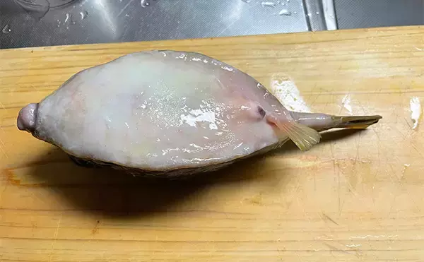 「釣ったハコフグで作る「カットッポ」レシピ　毒がある皮の扱いに要注意」の画像